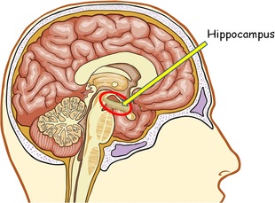Hippocampus Region of the Brain
